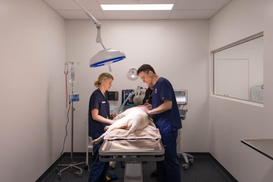 Vet10